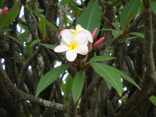 Magnolia like plants.